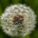 healthy living tips for spring allergies