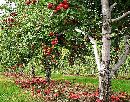 fall family activity apple picking